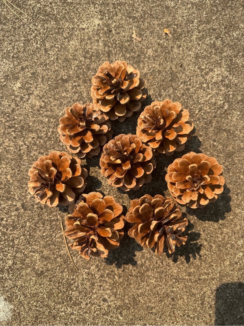 Natural Brown Pinecone Decorative Accents for Home Holiday